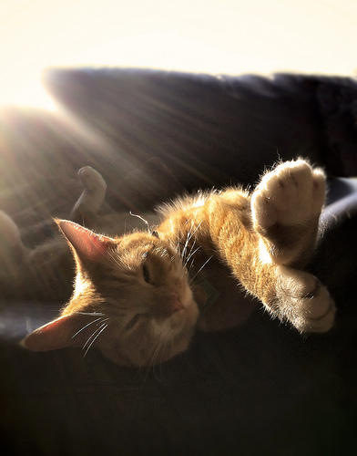 Well fed cat in a sunny room