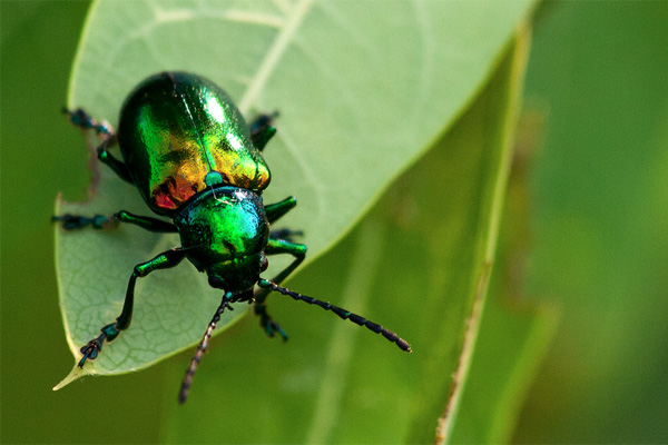 Iridescent Bug