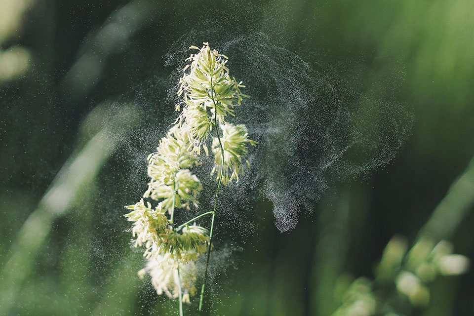 Close up photograph of pollen on a plant