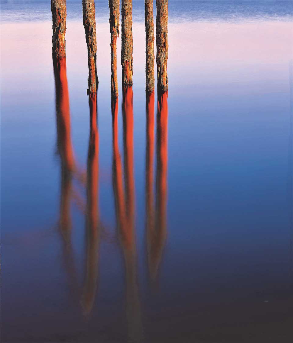 Trees arise out of a body of water, the bark peeled away on the trunks