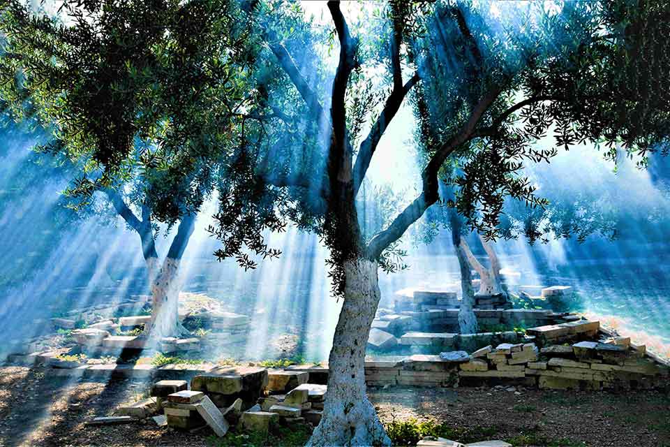 A photograph of light streaming through the branches of an ancient olive tree.