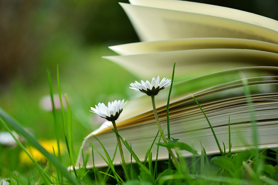 Open book in the grass