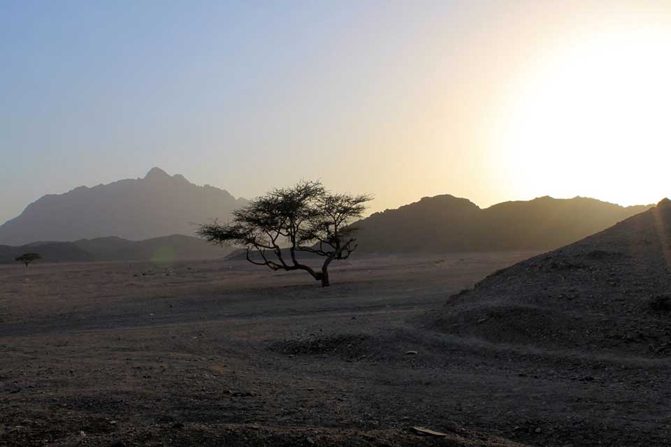 A spiny tree rises between sandy dunes as the sun rises in the right of the panel