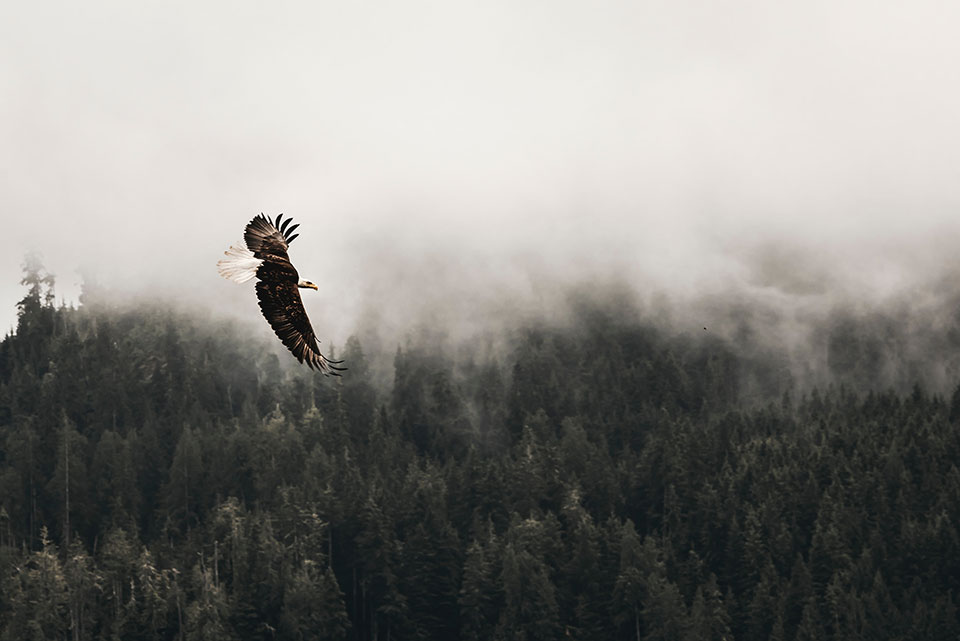 An eagle flies a tree line against a grey sky