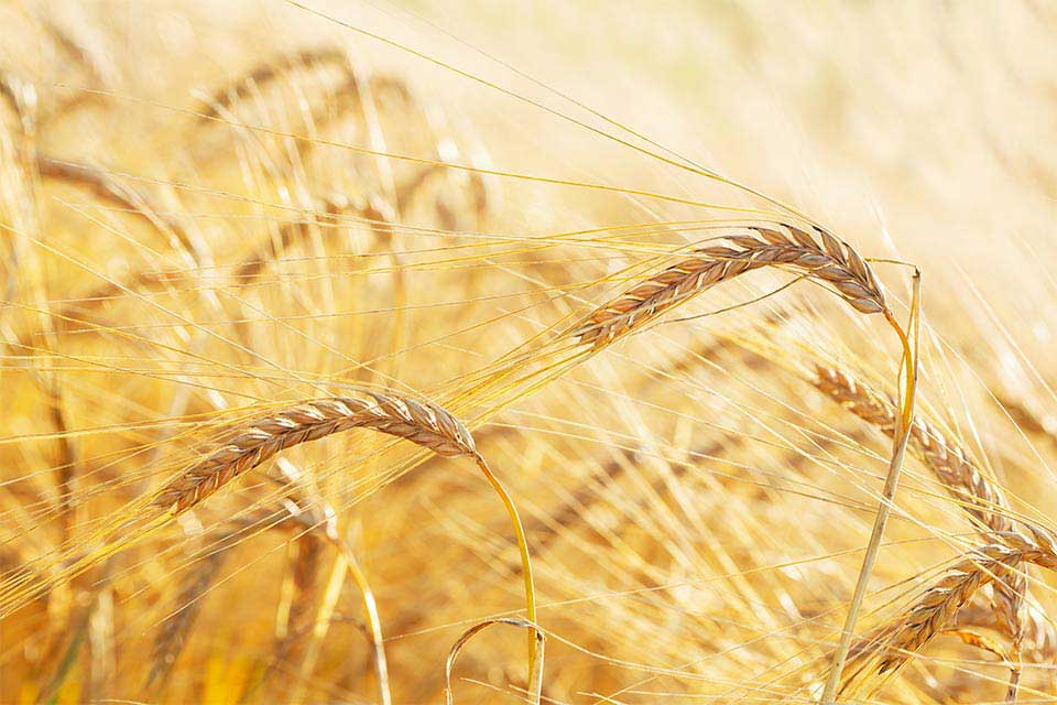 A photograph of ripe grain in the field