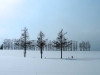 A photograph of a winter scene as tall pines stand amid a snowy landscape