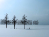 A snowy landscape disrupted by three trees