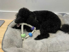 A photograph of a dog chewing on a toy while laying on a large dog bed