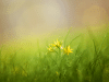 A closeup photo of leaves of grass, with rays of sun (lens flare) shining through them. 