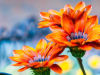 A close-up photograph of two orange flowers with lavender at their center