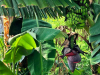 A dense tangle of tropical forest where bananas hang from the tree