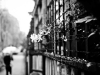 A black and white photo of flowers entangled in barbed wire with a cityscape out of focus in the background