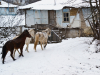 Three horses saunter up to a house covered in snow.