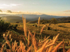 A photograph of downward rolling hills, planted in rice. A cluster of rice heads peek up from the bottom of the frame in the foreground