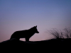 A silhouette of a coyote against a rose-tinted dawn sky