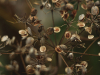 A close up of tree seeds opening to the world