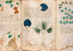 A photograph of illustrated pages from the Voynich manuscript