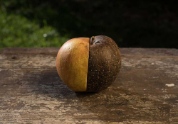 A photograph of a half rotted apple sitting on a table.