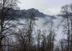 Mist rises above a forest at the foothills of a mountain range