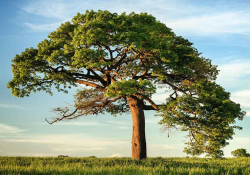 A photograph of a tree on a savannah with a blue sky above