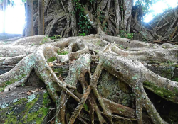 The root ball of an old tree growing over a rock ledge