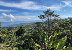 A photograph of a jungle that looks out on to the ocean